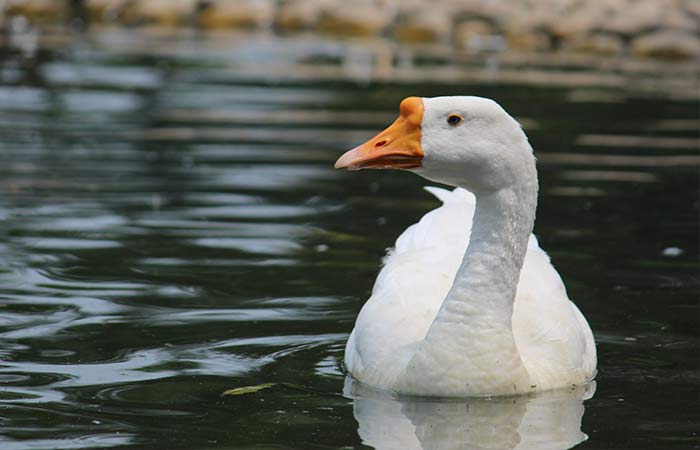 august - spirit animal goose