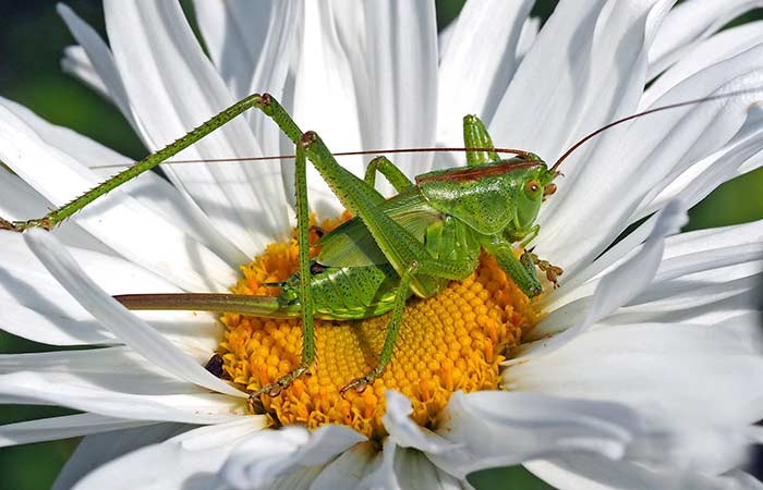 Grasshopper guide
