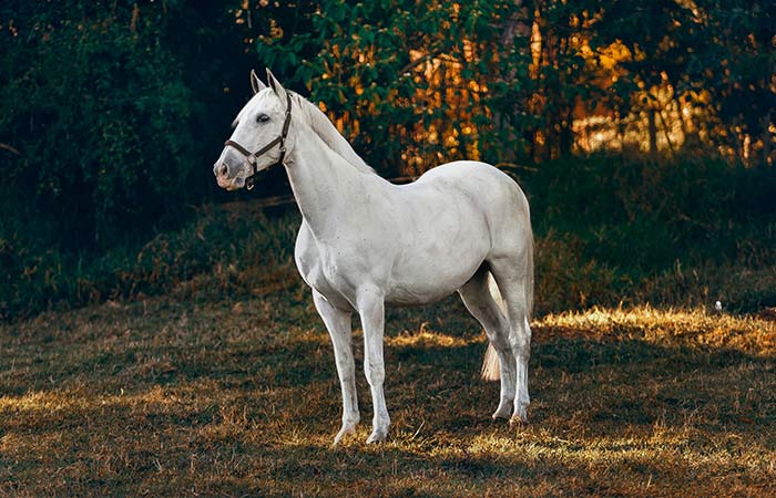 horse - december animal