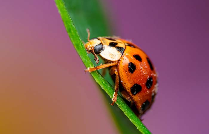 ladybug is a march animal spirit guide