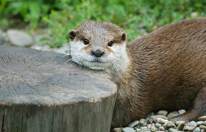 Otter - June animal guide