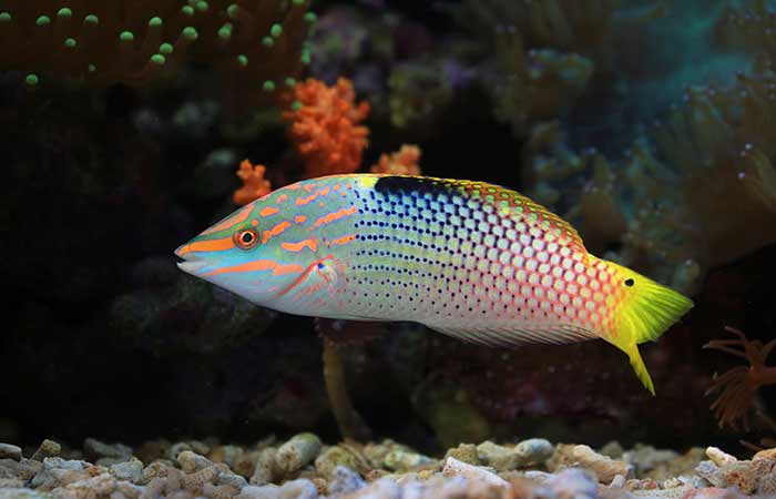 parrotfish september animal