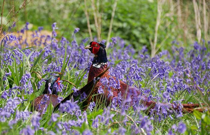 Pheasant