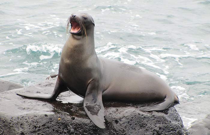 Sea Lion